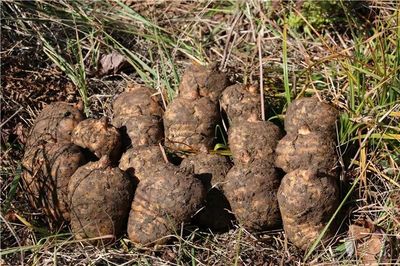 彝良榮膺“全國天麻生產先進縣”，烏蒙深山里的“金疙瘩”何以閃耀全國？